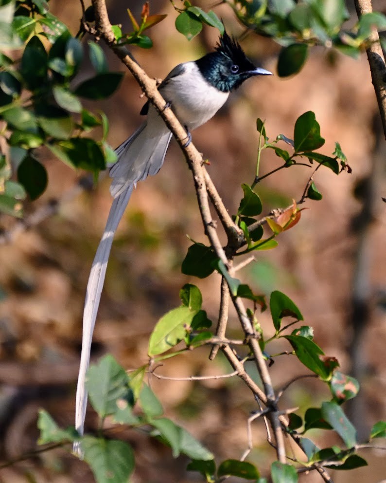 Indian Paradise-Flycatcher - ML644788195