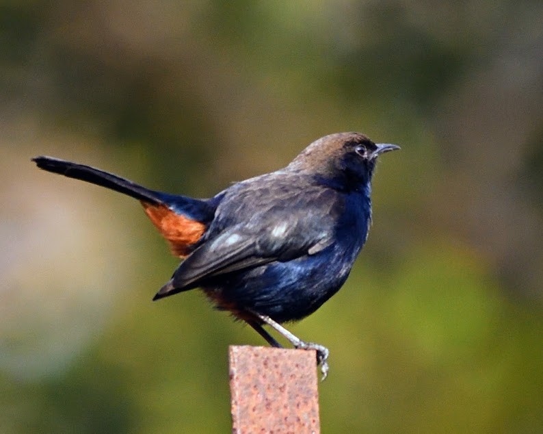 Indian Robin - ML644788197