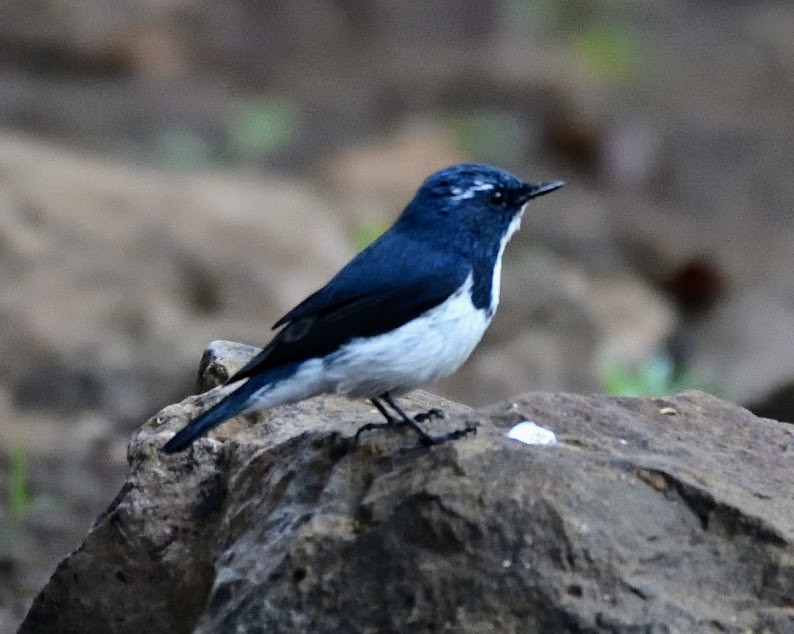 Ultramarine Flycatcher - ML644788203