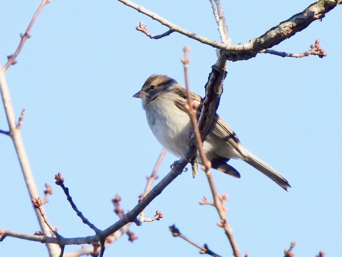 Chipping Sparrow - ML644788204