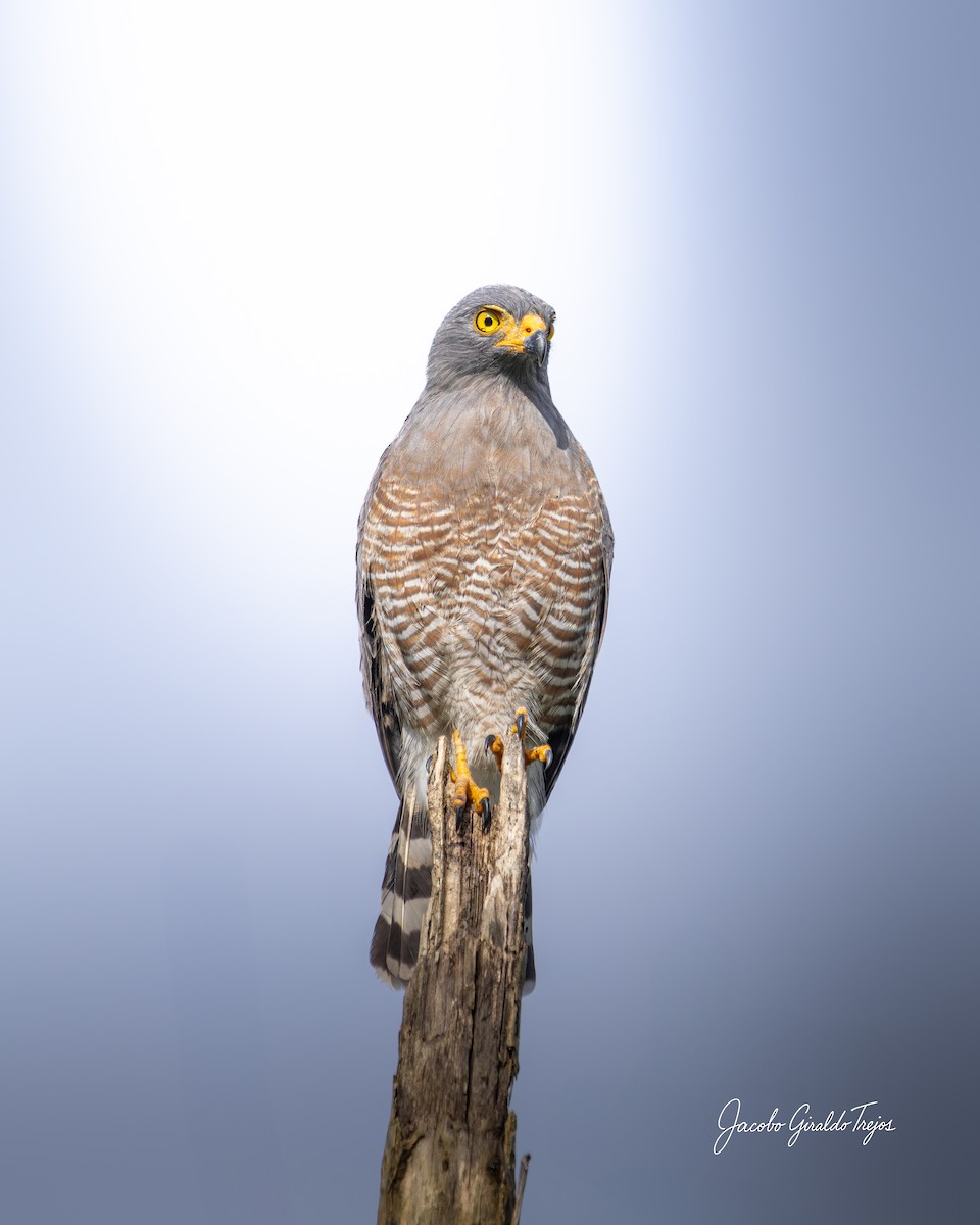 káně krahujová - ML644788206