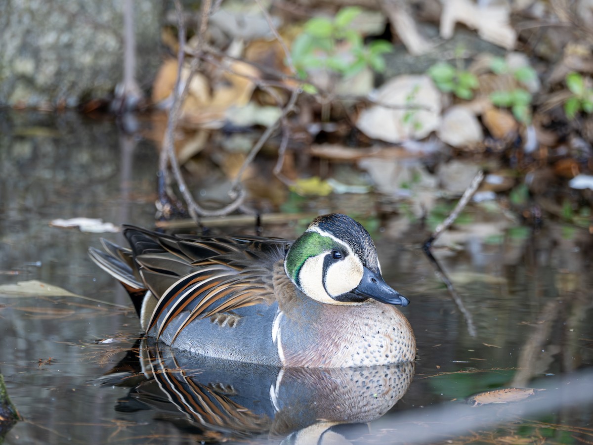 Baikal Teal - ML644788211