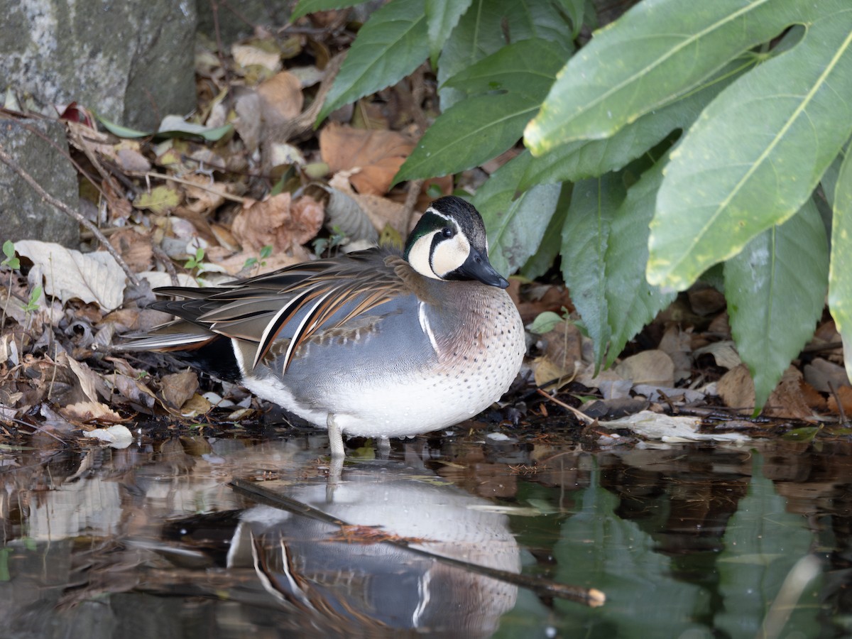 Baikal Teal - ML644788212