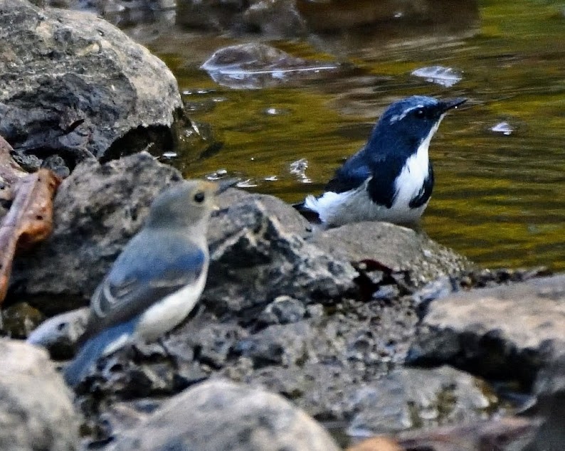 Yellow-throated Sparrow - ML644788213