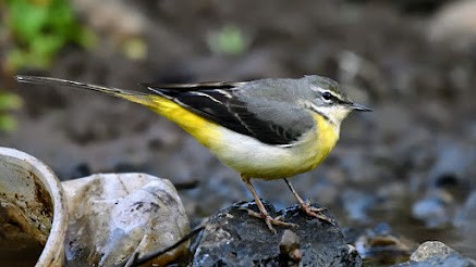 Gray Wagtail - ML644788214