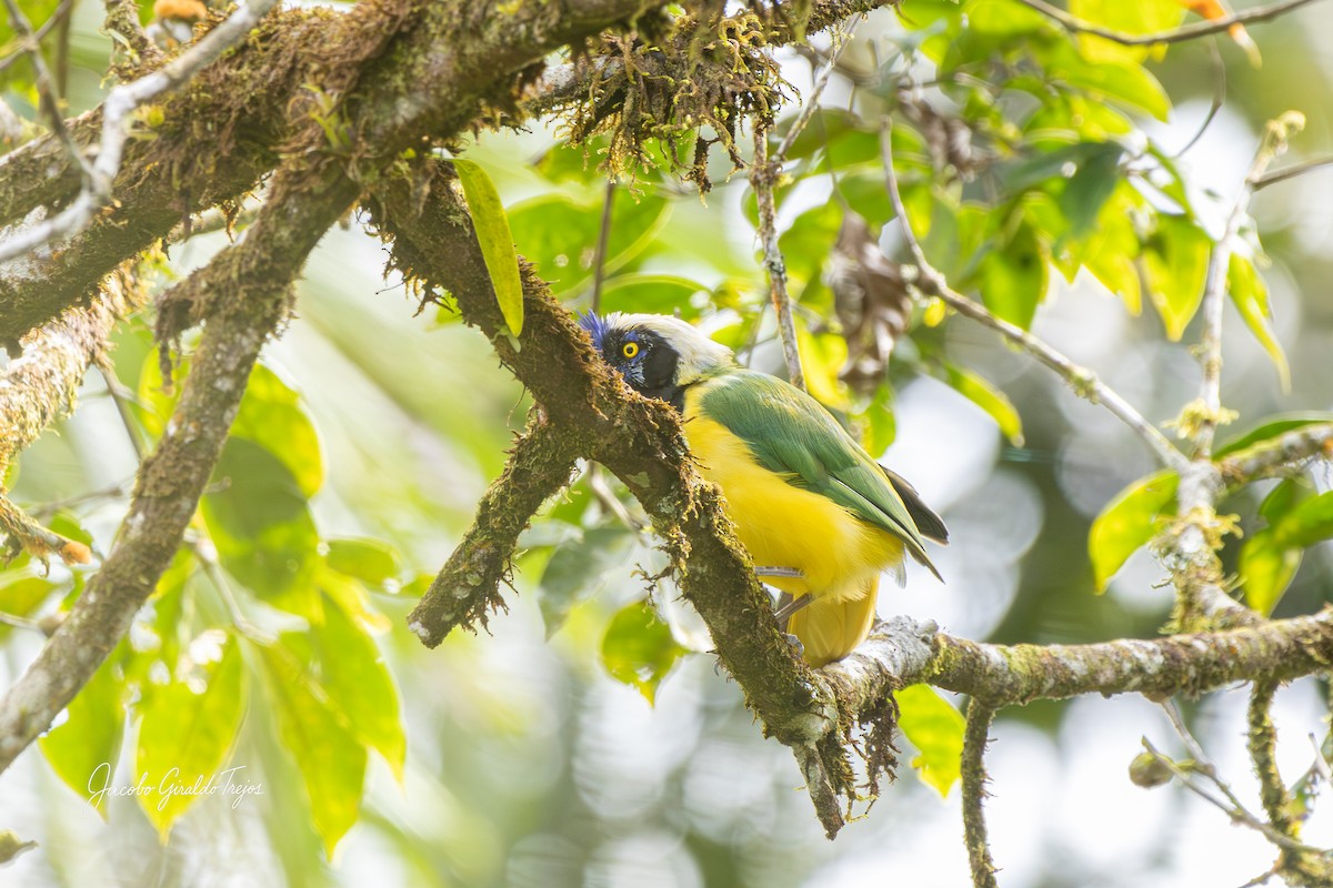 Geai vert - ML644788216