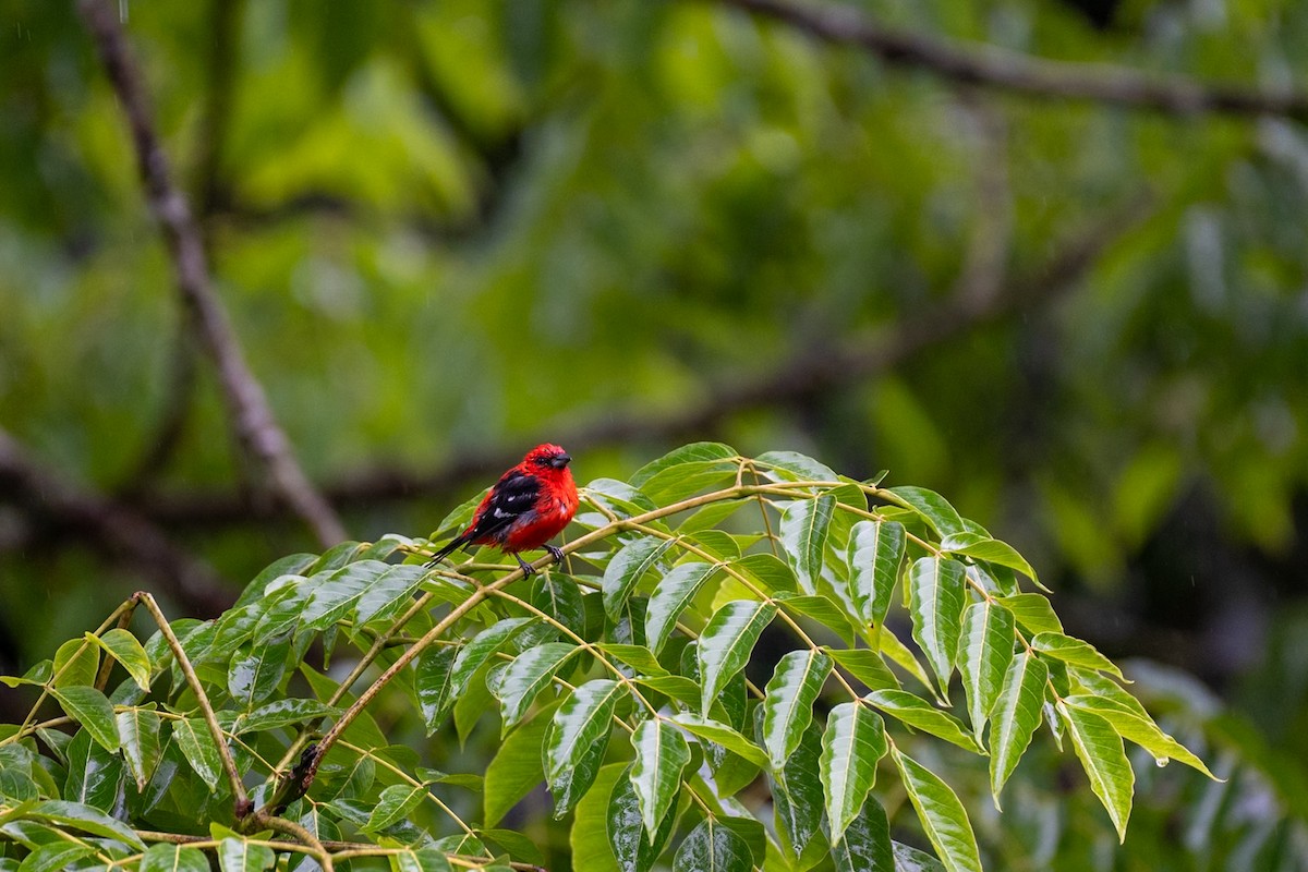 White-winged Tanager - ML644788219