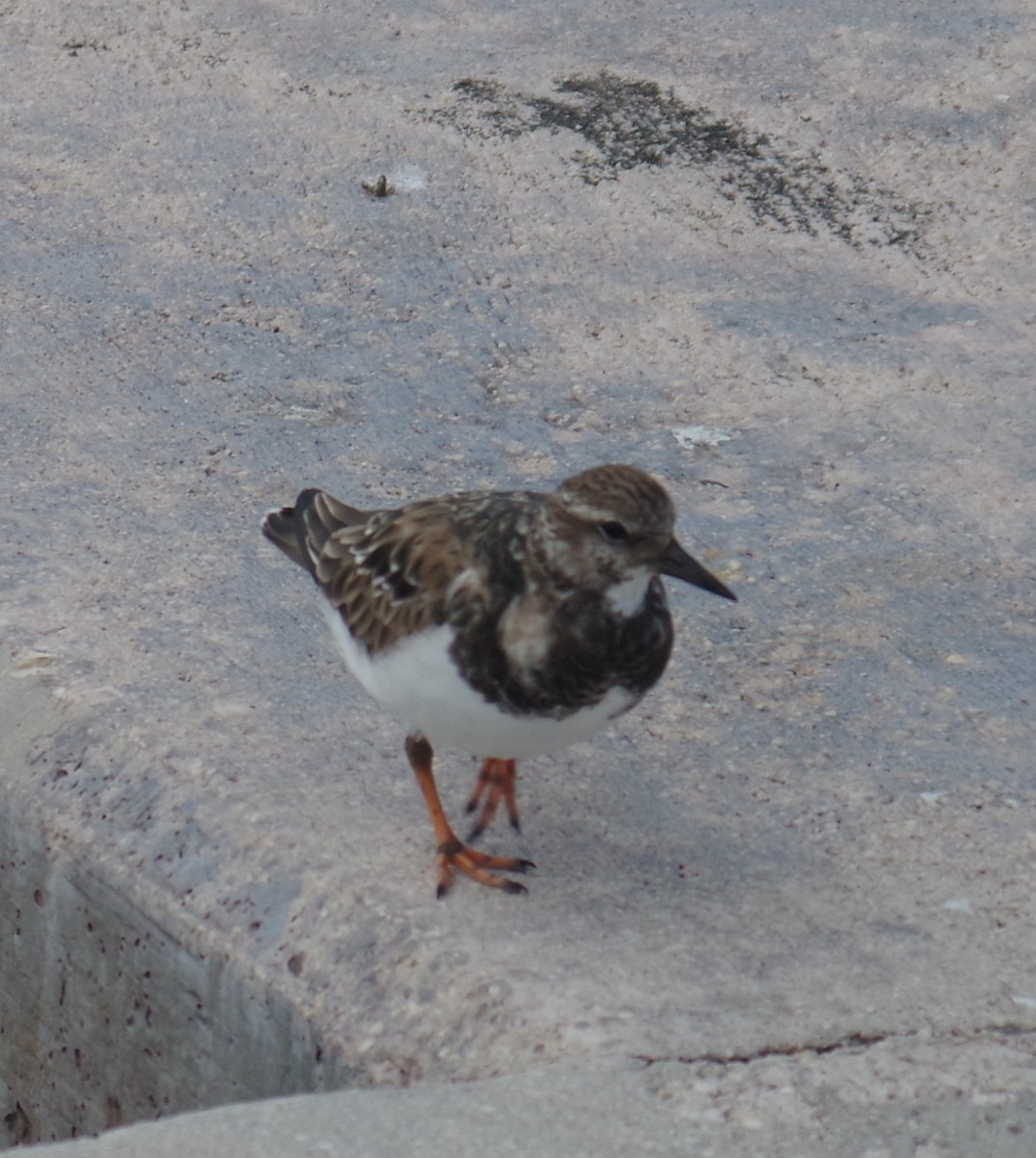 ארנריה אדמונית - ML644788220