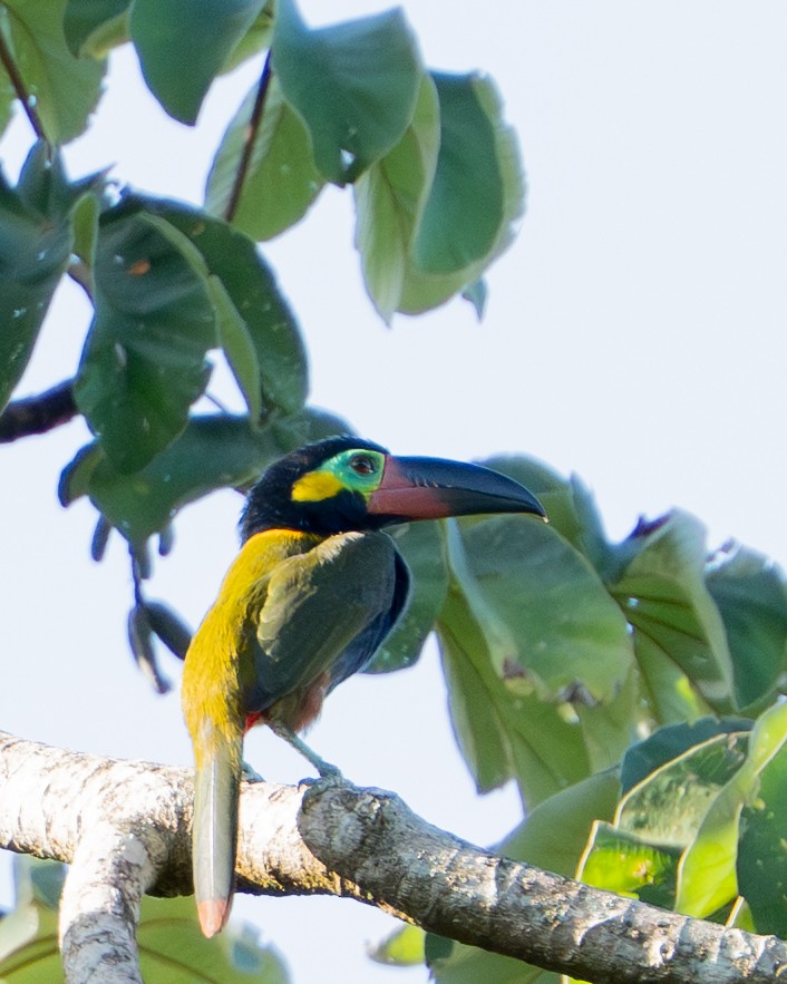 Guianan Toucanet - ML644788224