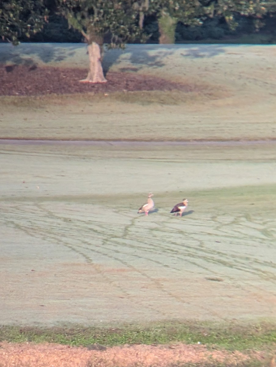 Egyptian Goose - ML644788226