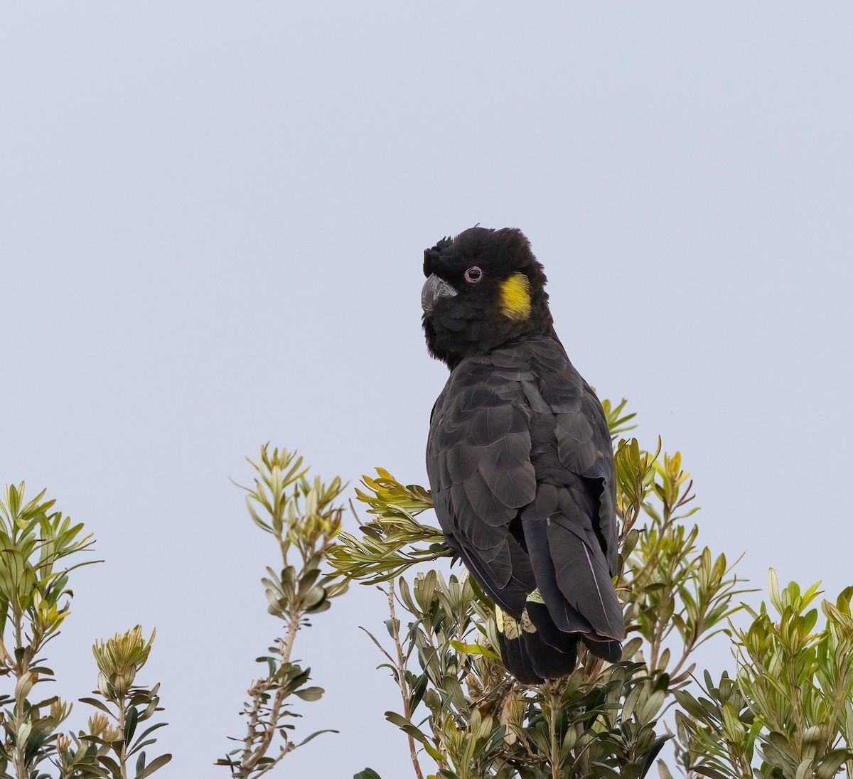 Yellow-tailed Black-Cockatoo - ML644788228