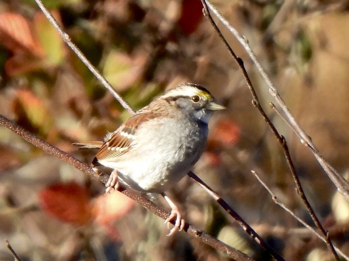 White-throated Sparrow - ML644788230