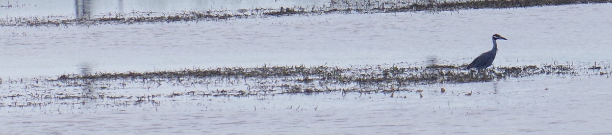 אנפת לילה צהובת-כיפה - ML644788233