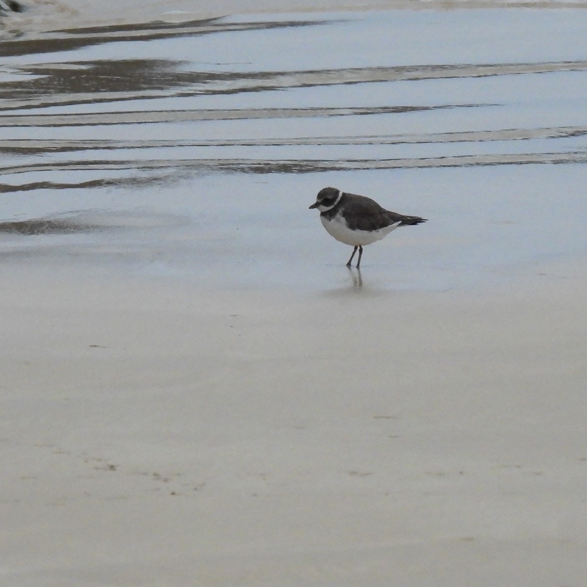 Semipalmated Plover - ML644788237