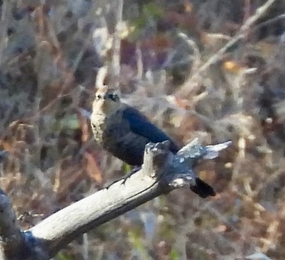 Rusty Blackbird - ML644788246