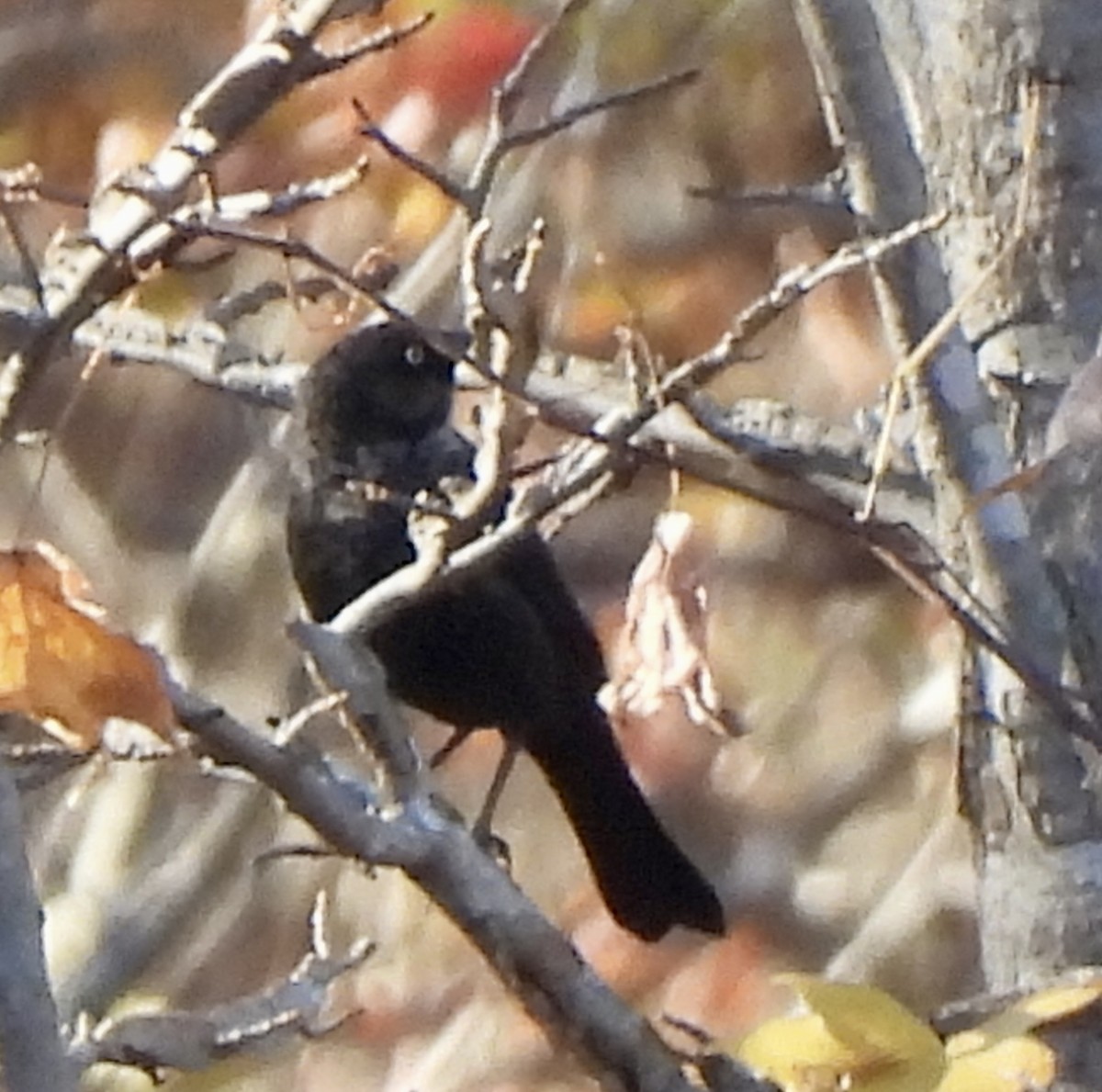 Rusty Blackbird - ML644788247