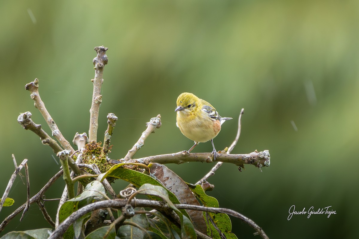 Bay-breasted Warbler - ML644788250
