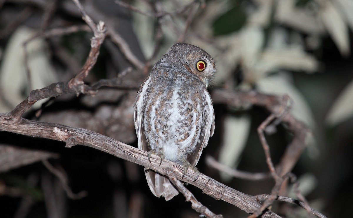 Elf Owl - ML644788262