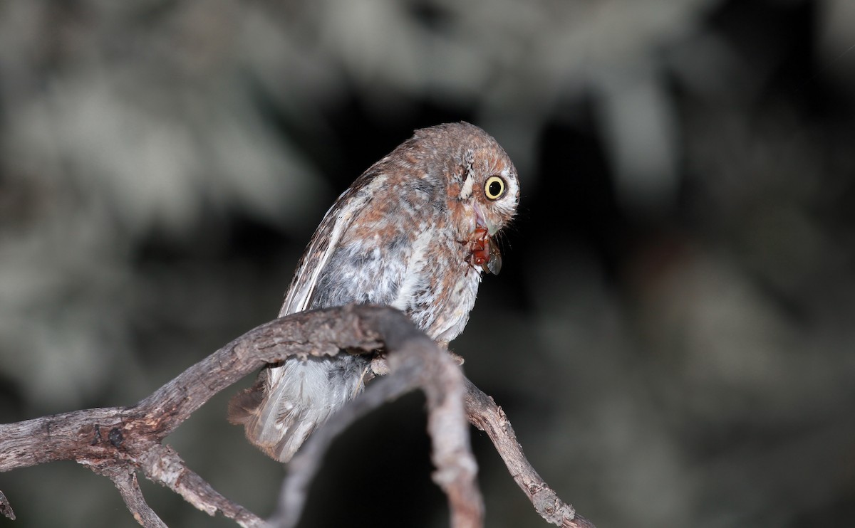 Elf Owl - ML644788263