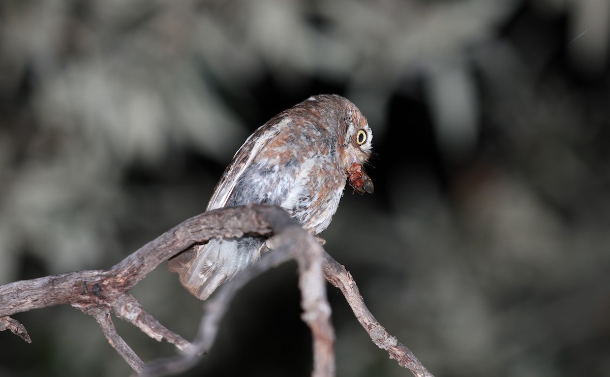 Elf Owl - ML644788264