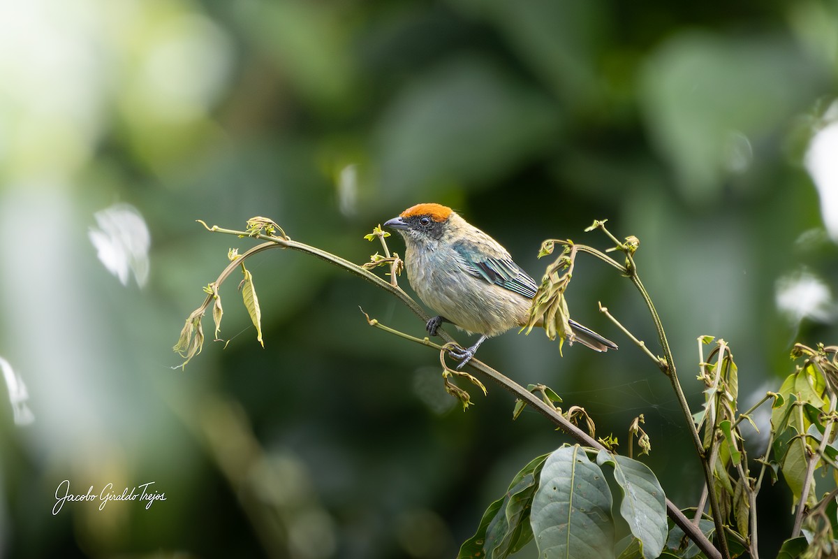 Scrub Tanager - ML644788265