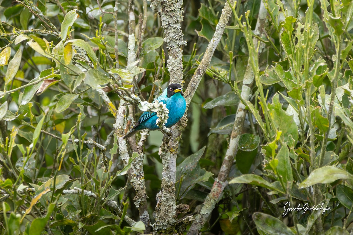 Green Honeycreeper - ML644788269