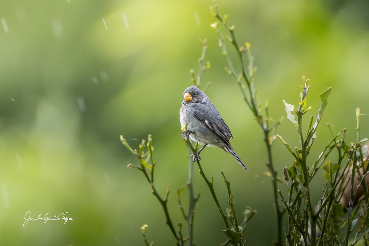 Gray Seedeater - ML644788276