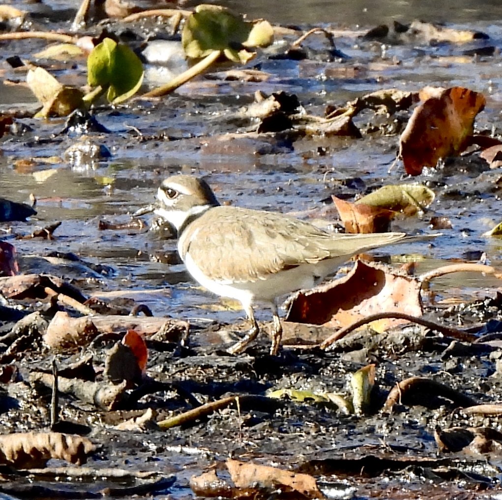 Killdeer - ML644788278