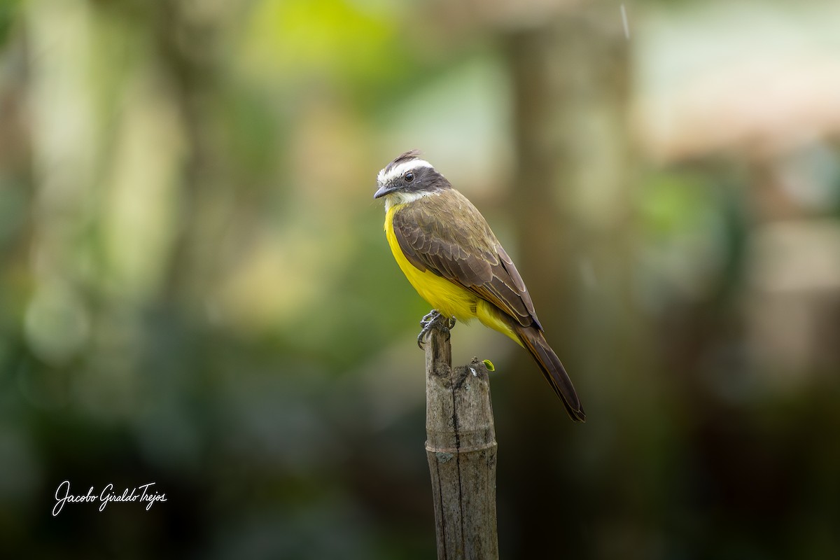 Rusty-margined Flycatcher - ML644788279