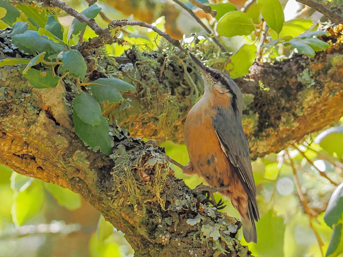 סיטה אירופית - ML644788287