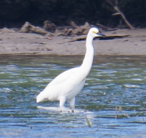 לבנית אמריקנית - ML644788288