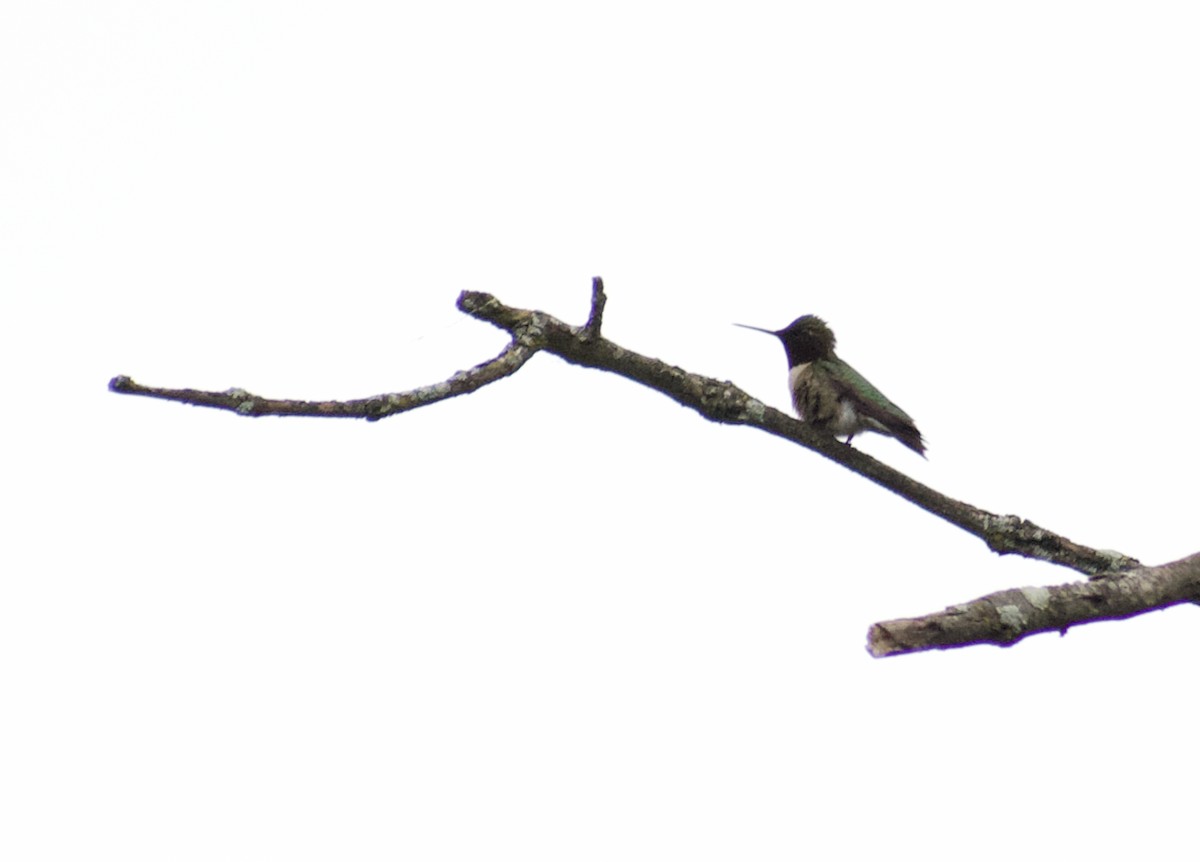 rubinstrupekolibri - ML644788292