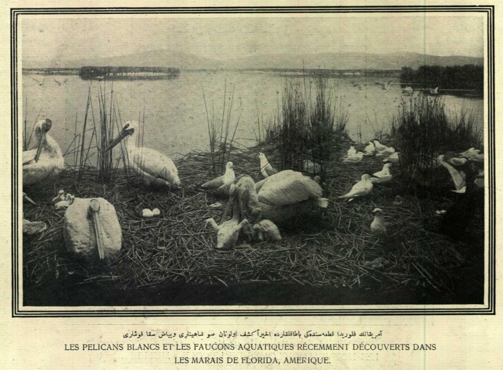American White Pelican - ML644788303