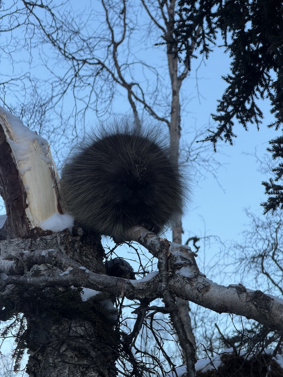 Animals - ML644788305