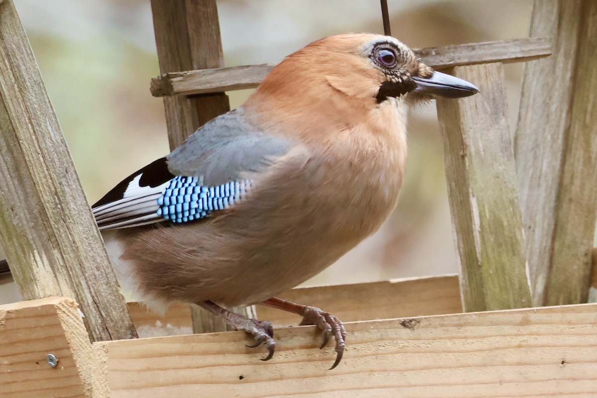 Eurasian Jay - ML644788312