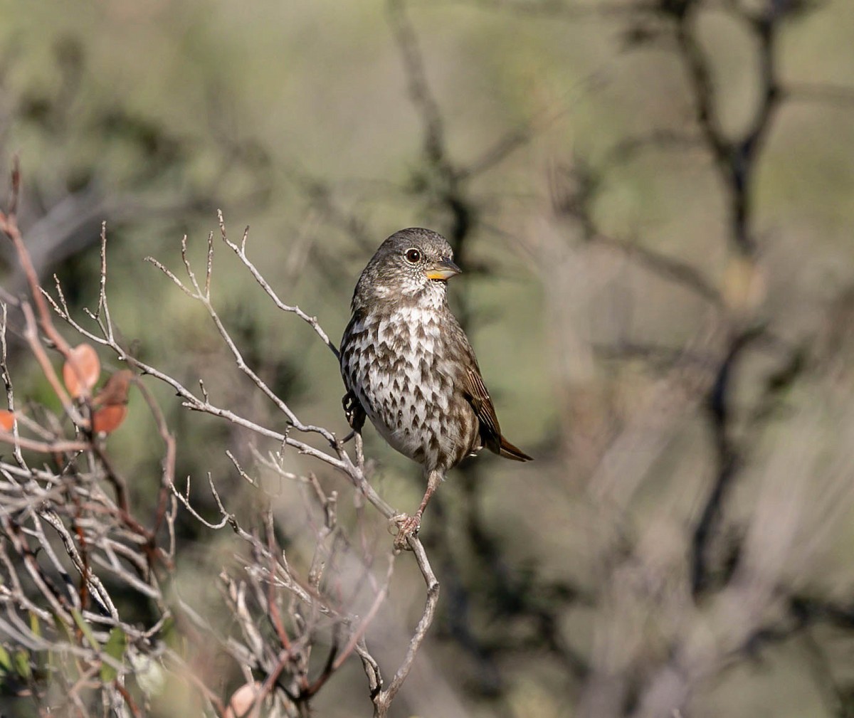 Fox Sparrow (Slate-colored) - ML644788313