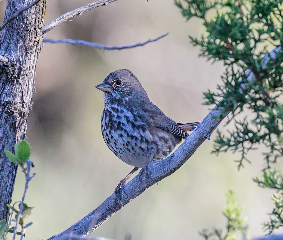 Fox Sparrow (Slate-colored) - ML644788314