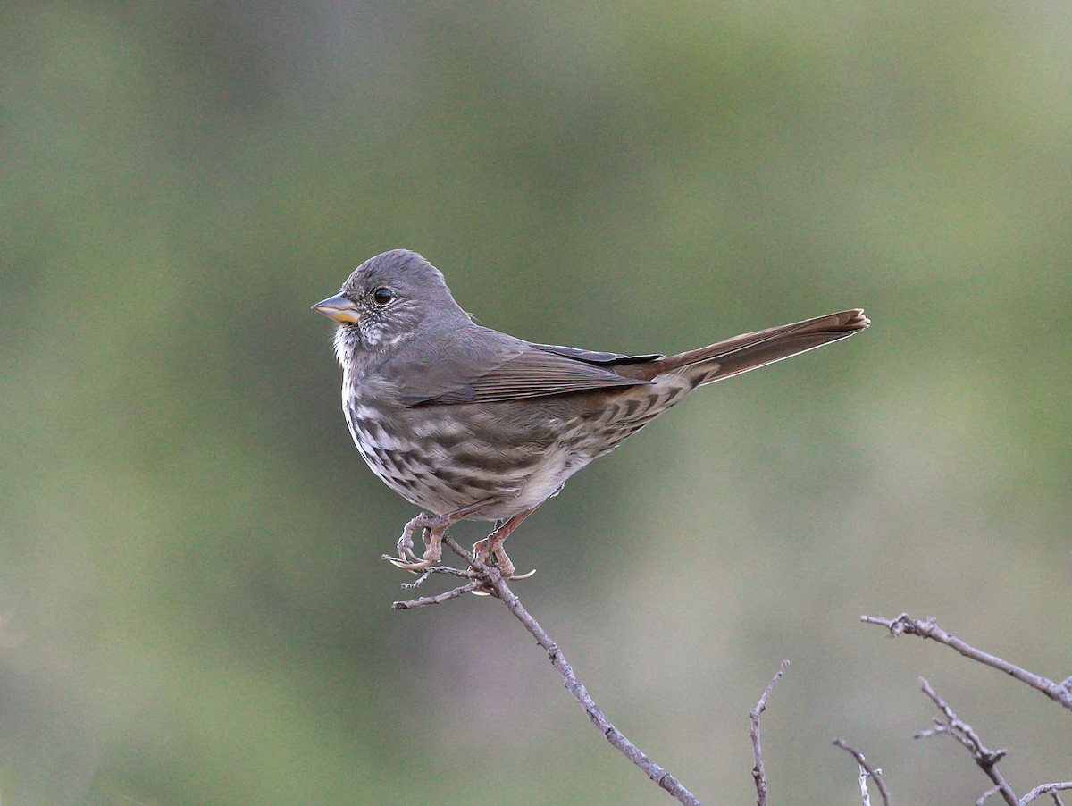Fox Sparrow (Slate-colored) - ML644788315