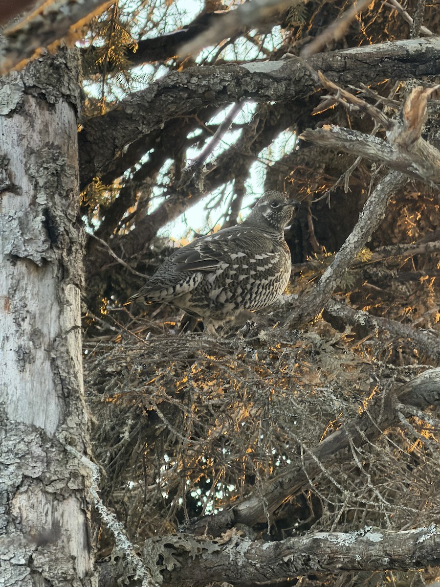 Tétras du Canada - ML644788319