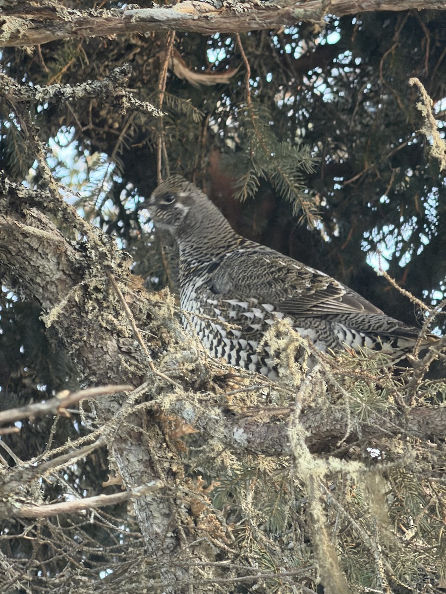 Tétras du Canada - ML644788320