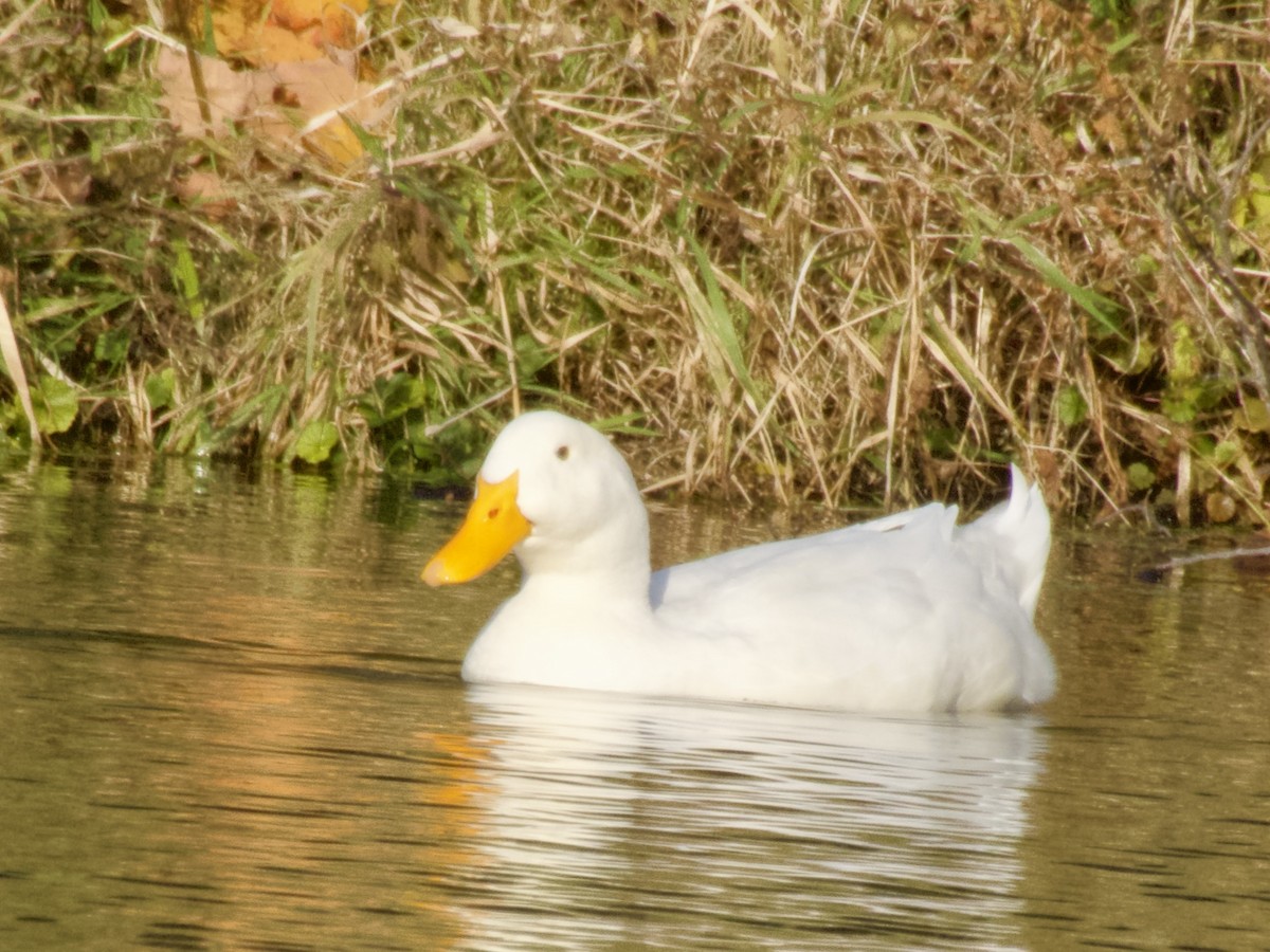 動物界 - ML644788321