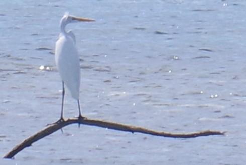 לבנית גדולה - ML644788331