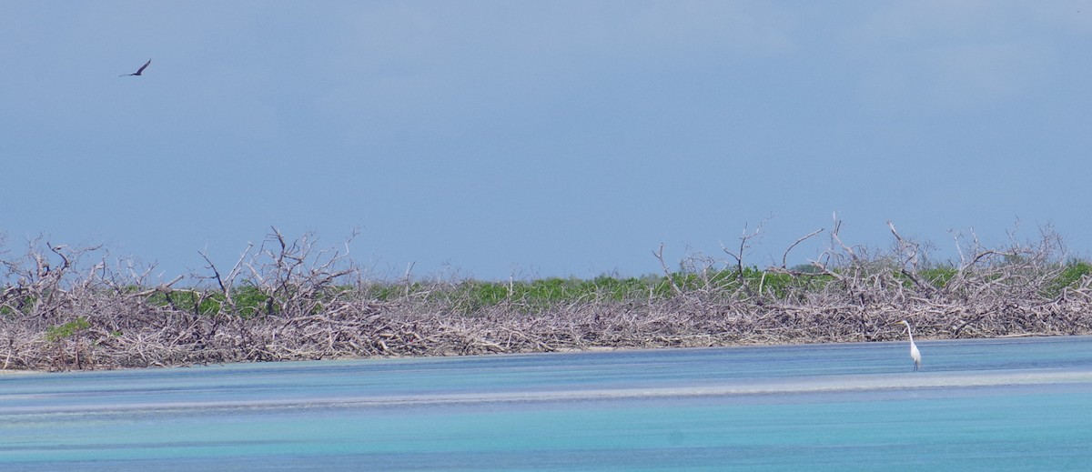 לבנית גדולה - ML644788332