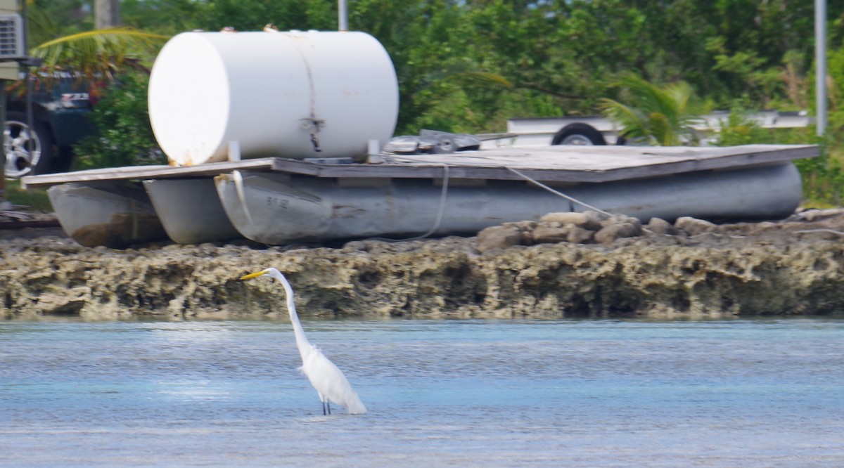 לבנית גדולה - ML644788333