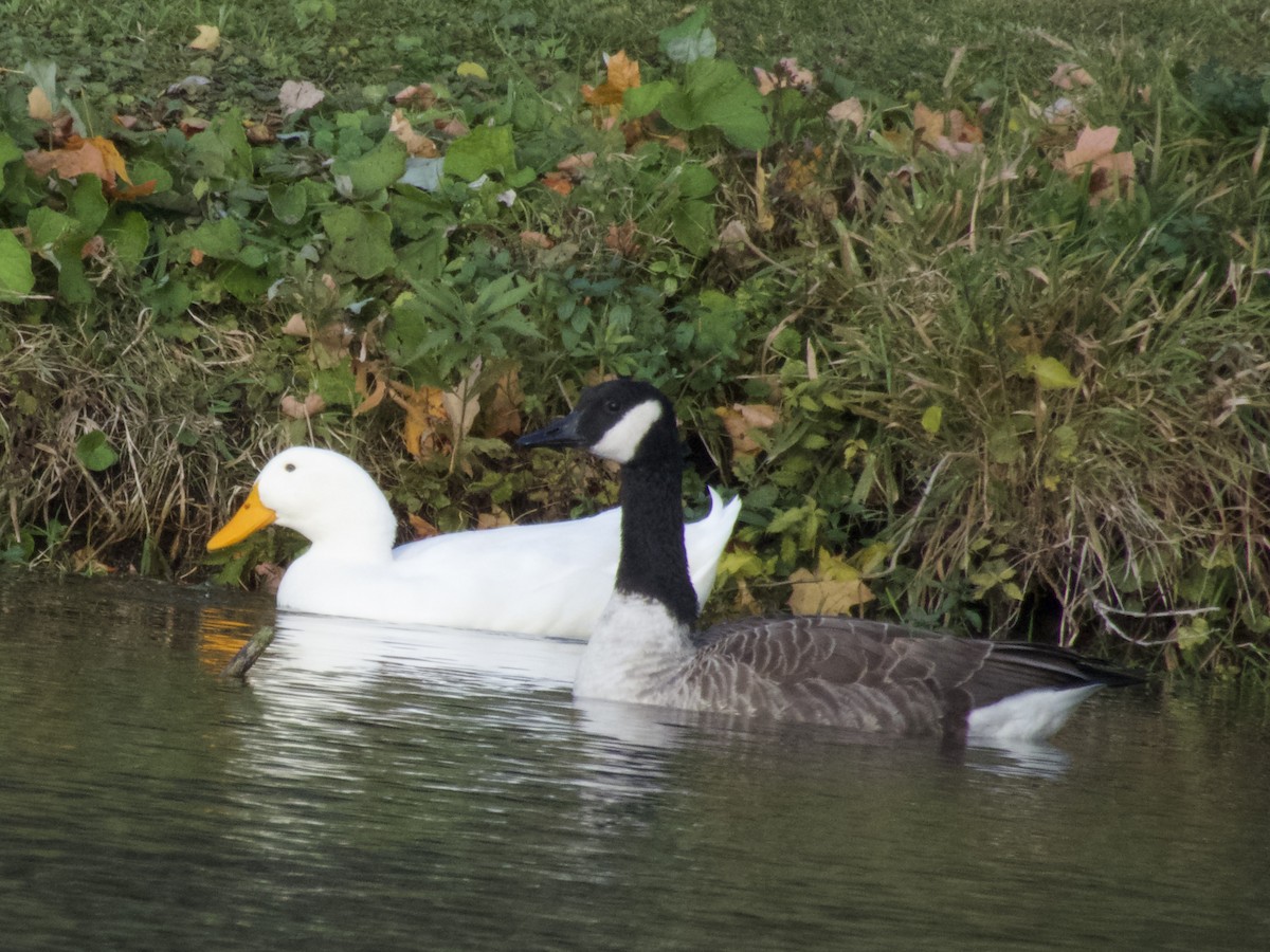 Canada Goose - ML644788336
