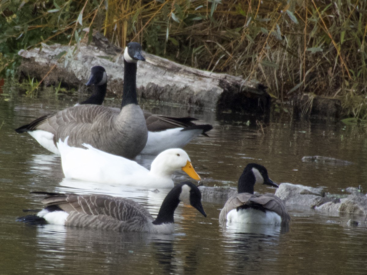 Canada Goose - ML644788337