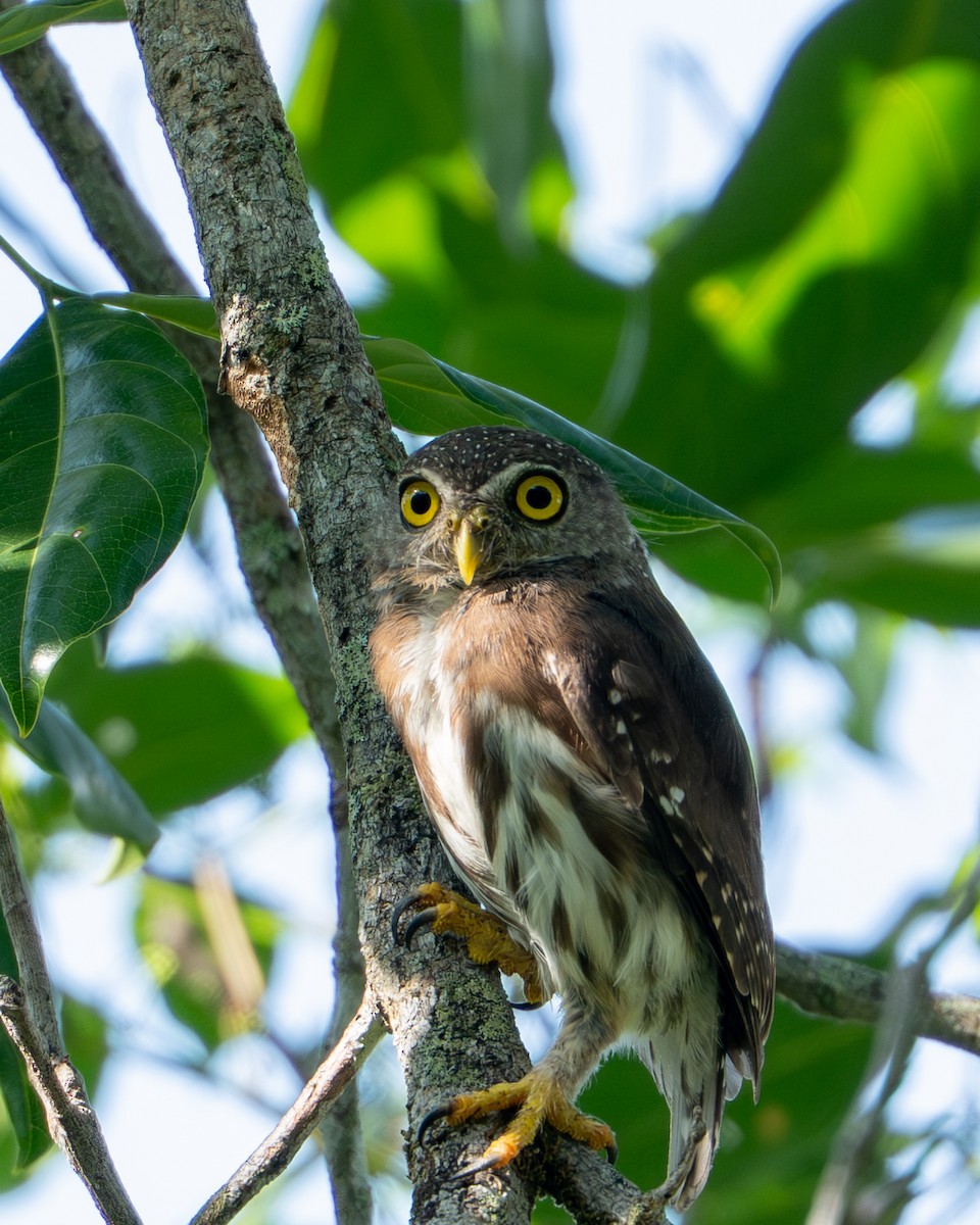 Amazonian Pygmy-Owl - ML644788341