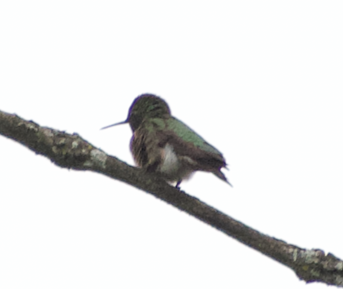 rubinstrupekolibri - ML644788342