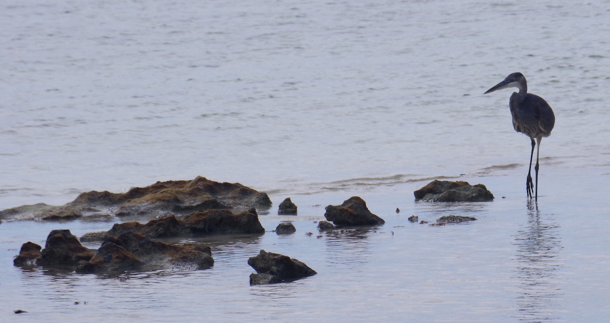 אנפה אמריקנית - ML644788345