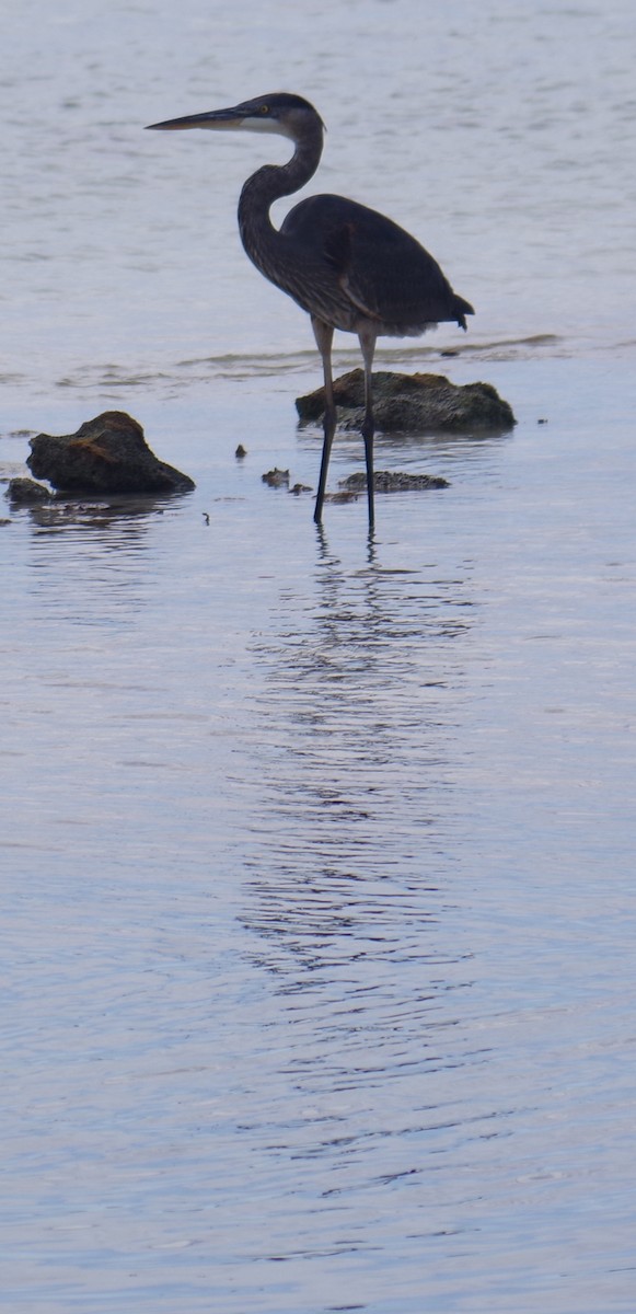 אנפה אמריקנית - ML644788346